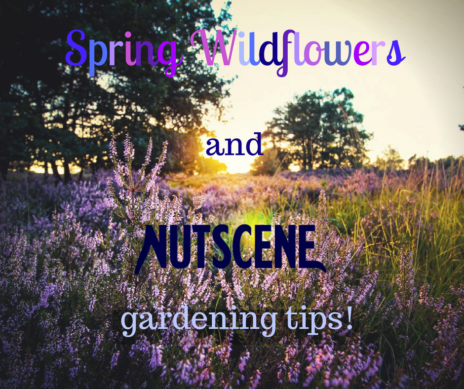 Spring Wildflowers and Nutscene's gardening tips!