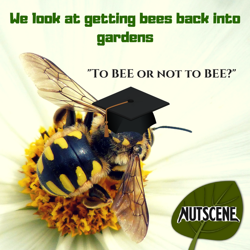 To BEE or not to BEE? Nutscene look at getting bees back into UK gardens!