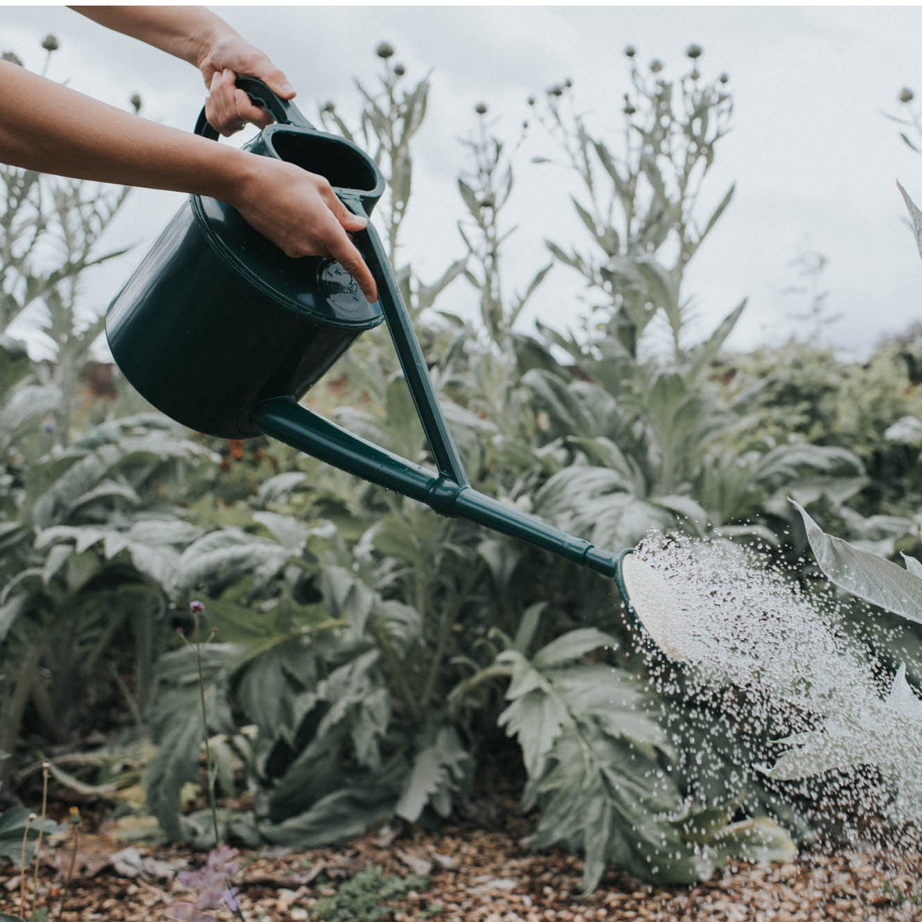 Person watering plants with a green watering can in a garden setting