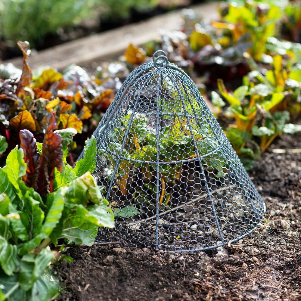 Garden Cloche