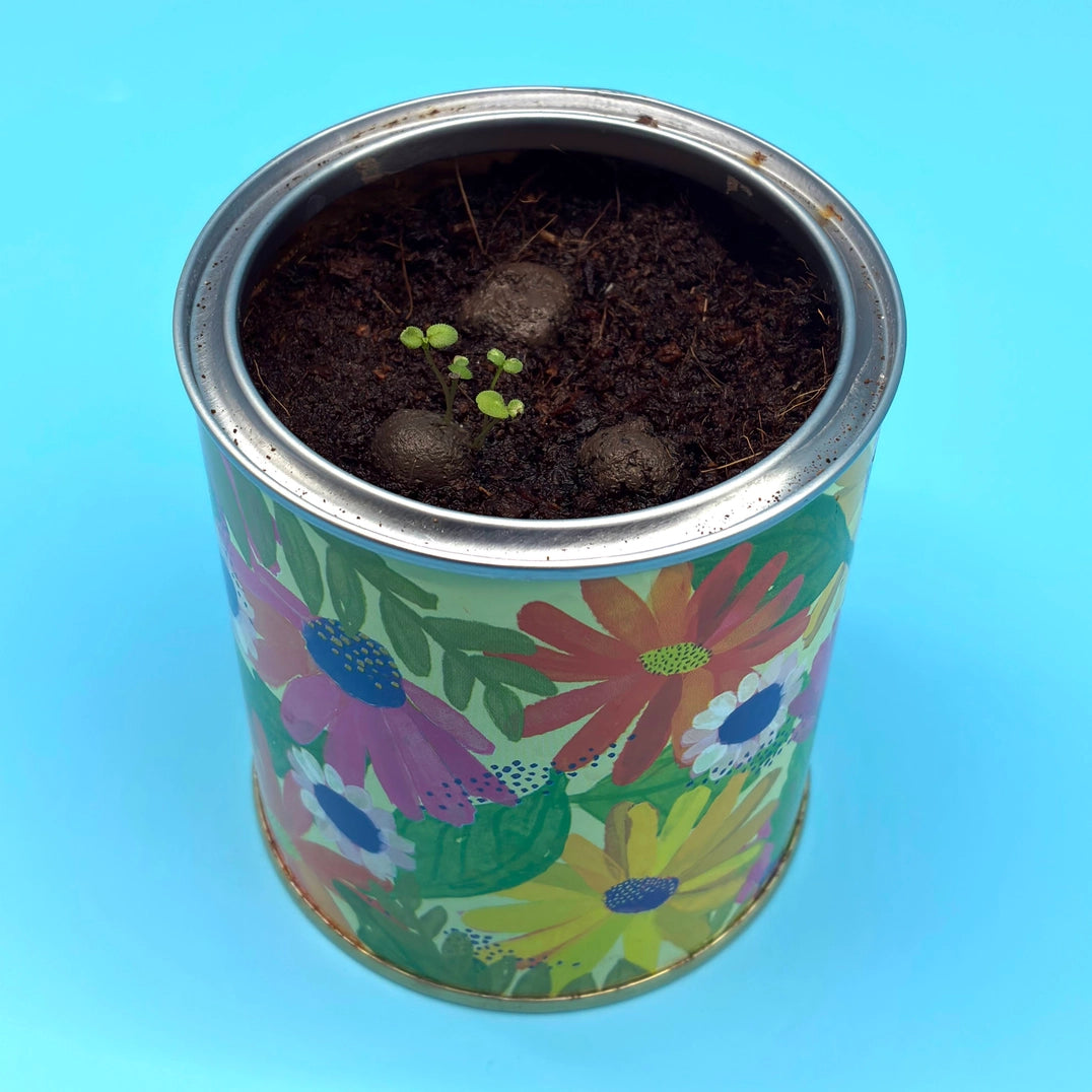 Forget-me-not Grow Kit