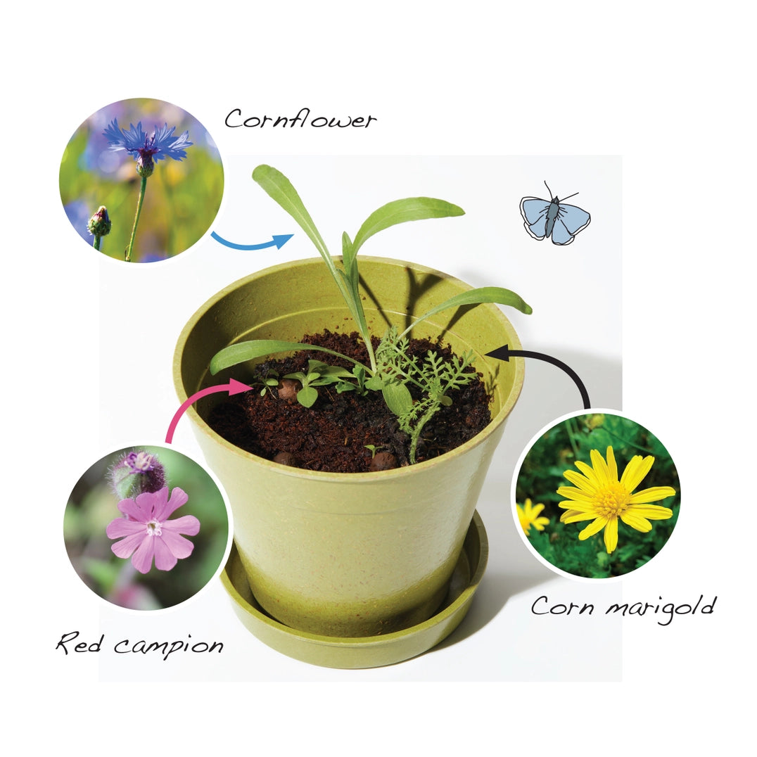 Seedball Meadow Pots - Bee Mix