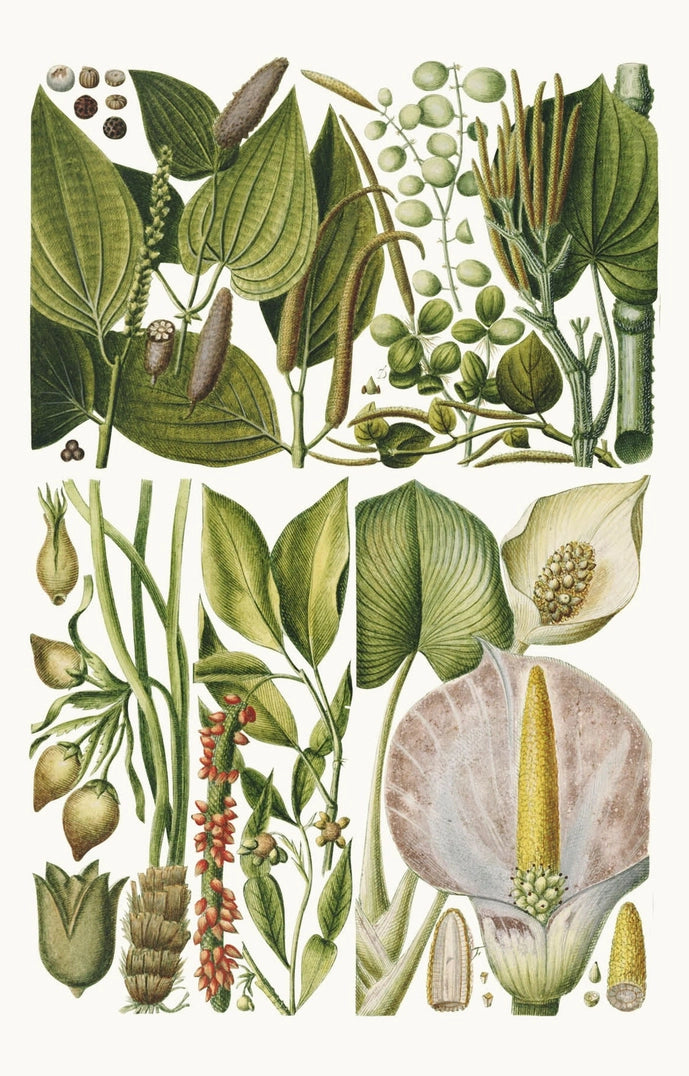 Rhs 100 Postcard Flowers