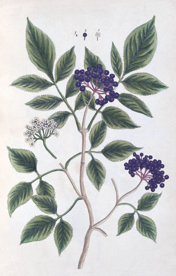 Rhs 100 Postcard Flowers