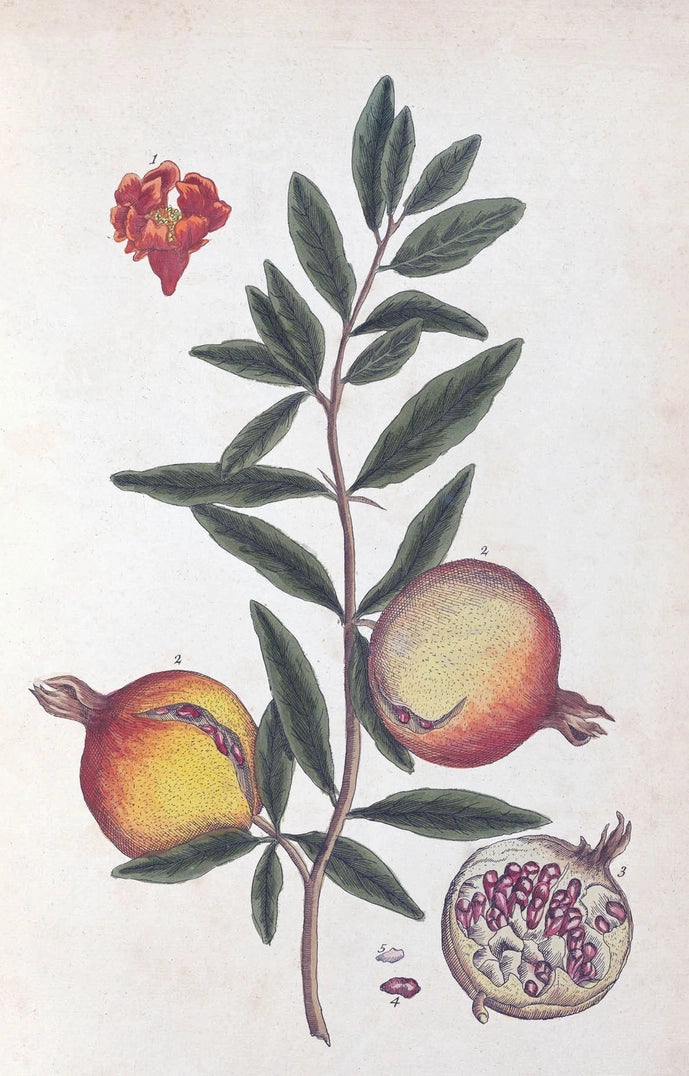 Rhs 100 Postcard Flowers