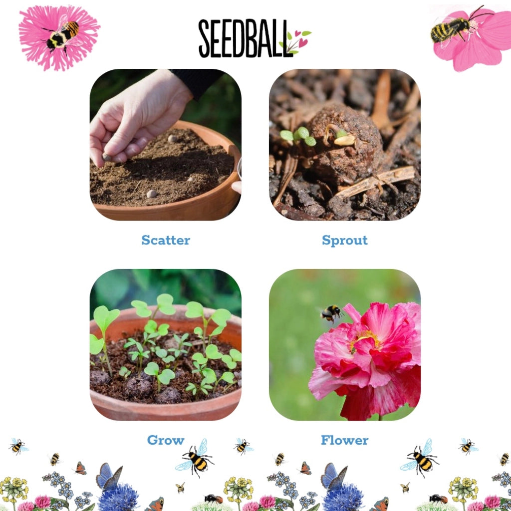 Seedball Wildflower Grab Bags - Bee Mix