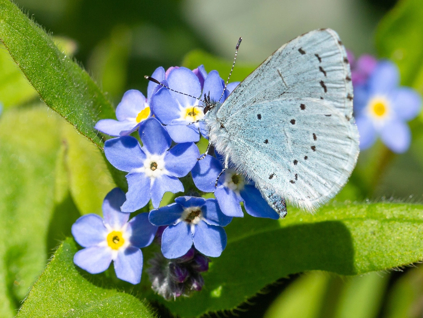 Forget-me-not Grow Kit