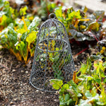 Garden Cloche in wire traditional style