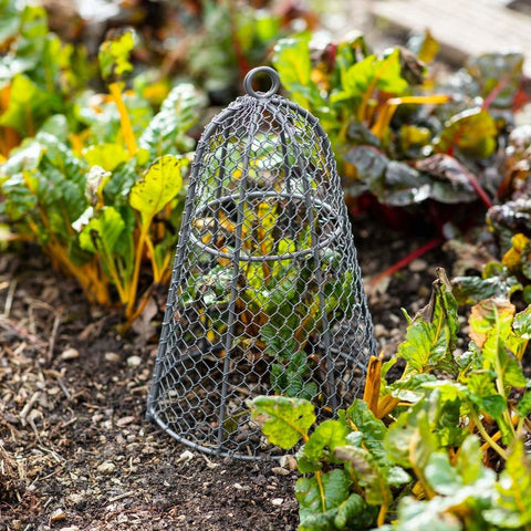 Garden Cloche in wire traditional style